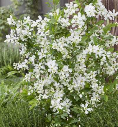 Exochorda racemosa 'Blushing Pearl' - Parelstruik