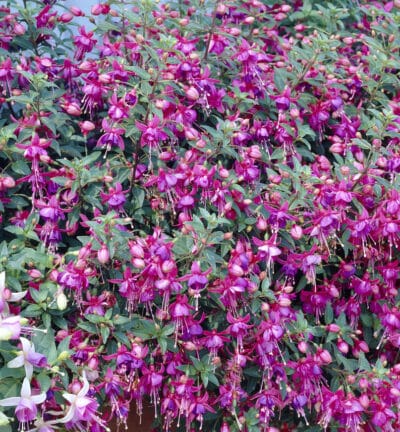 Fuchsia 'Tom Thumb' - Bellenplant