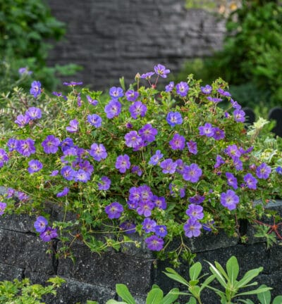 Geranium 'Azure Rush' - Storchenbohne