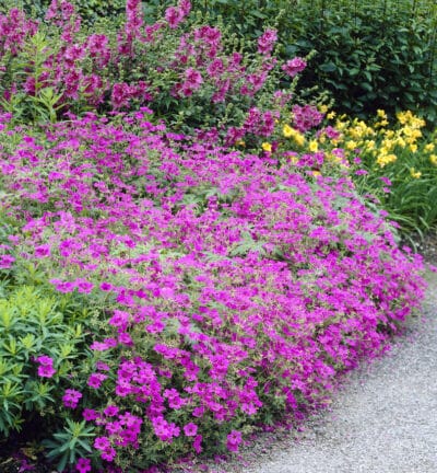 Geranium 'Patricia' - Ooievaarsbek
