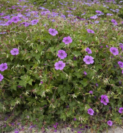 Geranium 'Pink Penny' - Ooievaarsbek