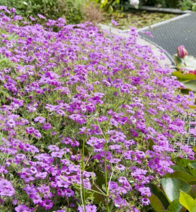 Geranium macrorrhizum 'Czakor' - Ooievaarsbek