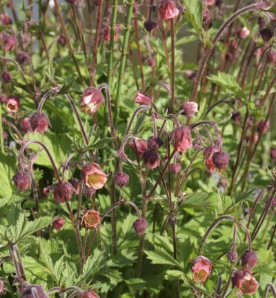 Geum Rivale - Knikkend Nagelkruid