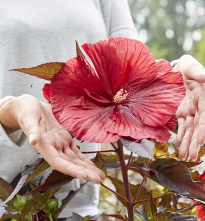 Hibiscus Carousel 'Geant Red' - Altheastruik