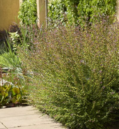 Lonicera nitida - Chinesisches Geißblatt