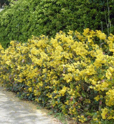 Mahonia Aquifolium - Mahoniestruik