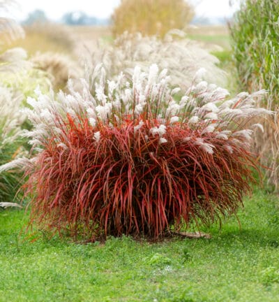 Miscanthus sinensis 'Lady in Red' - Prachtriet