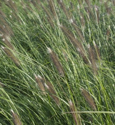 Pennisetum alopecuroides 'Japonicum' - Lampenpoetsersgras