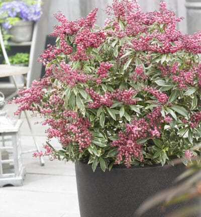 Pieris japonica 'Polar Passion' - Rotsheide