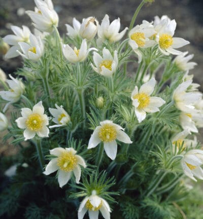 Pulsatilla vulgaris 'Alba' - Schmetterlingsblütler