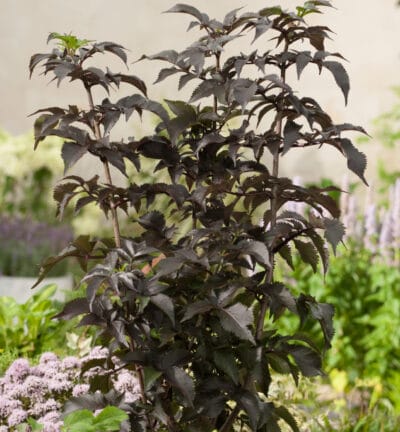 Sambucus nigra 'Black Tower' -  Gewone Vlier
