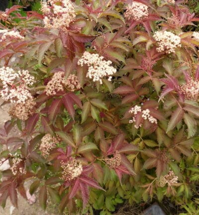 Sambucus nigra 'Serenade' -  Gewone Vlier