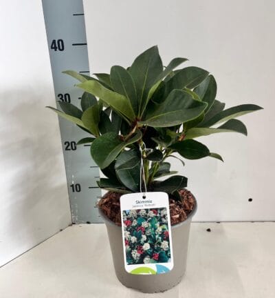 Skimmia japonica 'Redruth' - Bes Skimmia