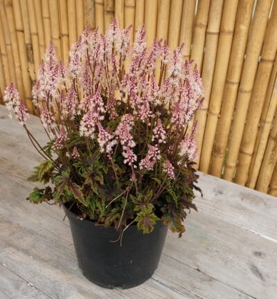 Tiarella 'Angel Wings' - Schuimkaars