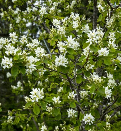 Amelanchier alnifolia 'Obelisk' - Krentenboom