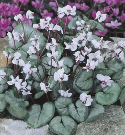 Cyclamen coum Album - Rondbladige Cyclaam