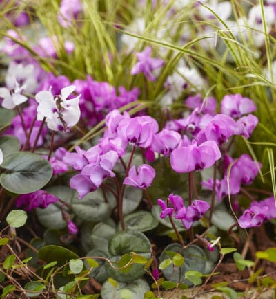 Cyclamen coum - Rondbladige Cyclaam