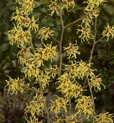 Hamamelis int. 'Arnold Promise' - Toverhazelaar