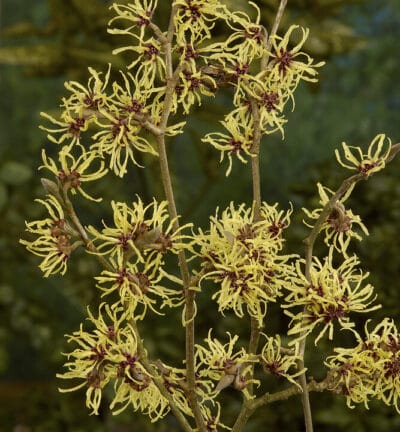 Hamamelis int. 'Pallida' - Toverhazelaar