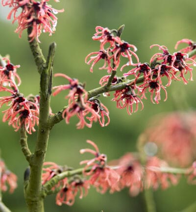 Hamamelis int. 'Rubin' - Toverhazelaar