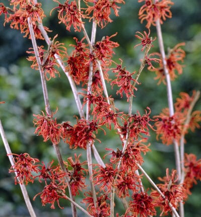 Hamamelis int. 'Ruby Glow' - Toverhazelaar