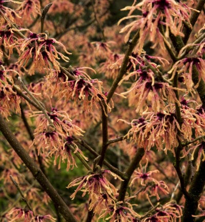 Hamamelis int. 'Feuerzauber' - Toverhazelaar