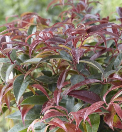 Leucothoe keiskei 'Royal Ruby' - Druifheide