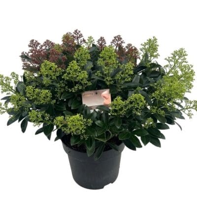 Skimmia japonica 'Carnaval Mix' - Meerkleurige Bloem Skimmia
